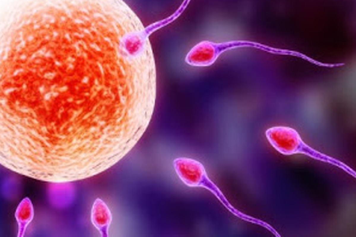 Guérir de l'infertilité azoospermie